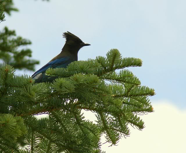 stellar jay