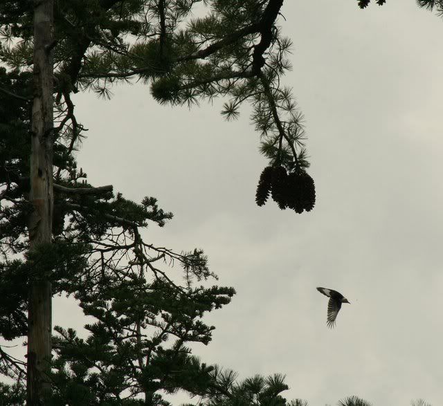 acorn woodpecker in sugar loaf pine