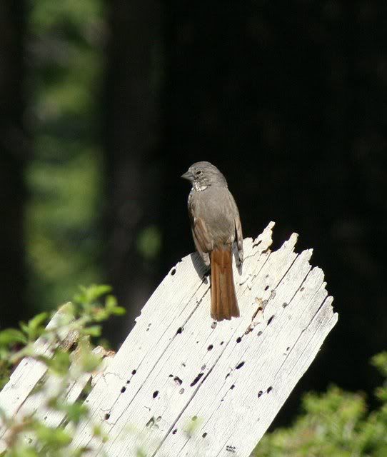 hermit thrush 310509