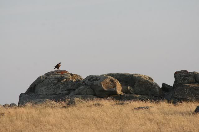 red-tailed hawk on rocks