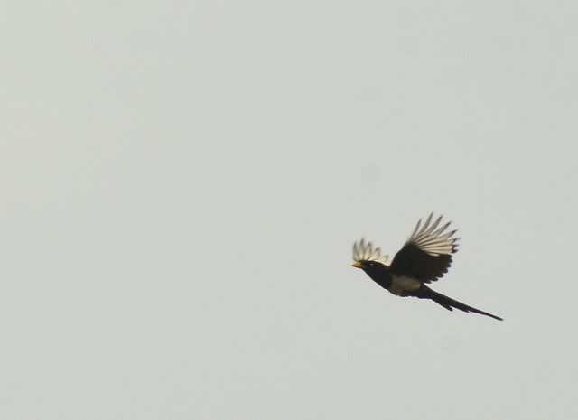 010609 yellow-billed magpie sj