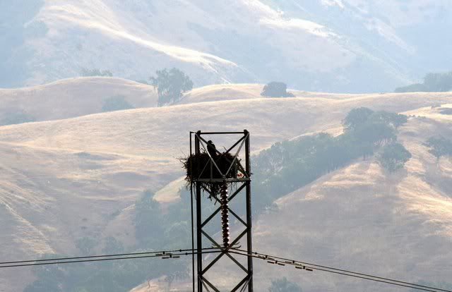 bald eagle chick calaveras reservoir milpitas san jose 010609