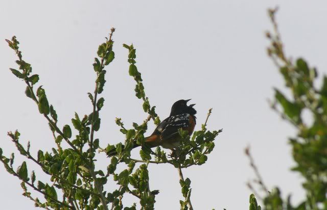 spotted towhee sj 010609