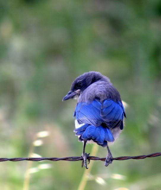 juvenile scrub jay 310509 30D