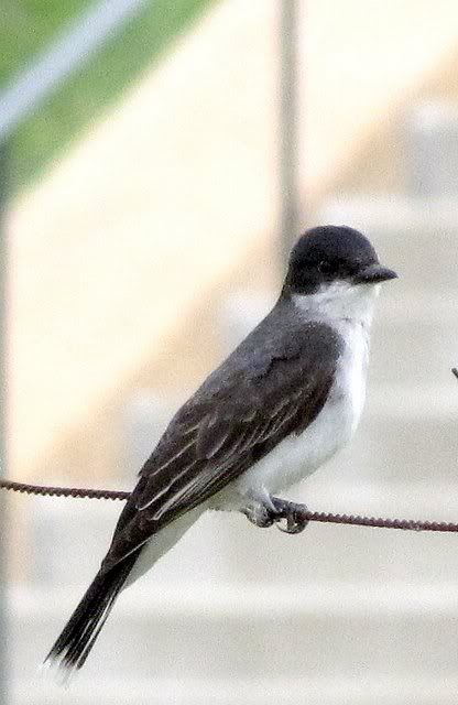 eastern kingbird fp