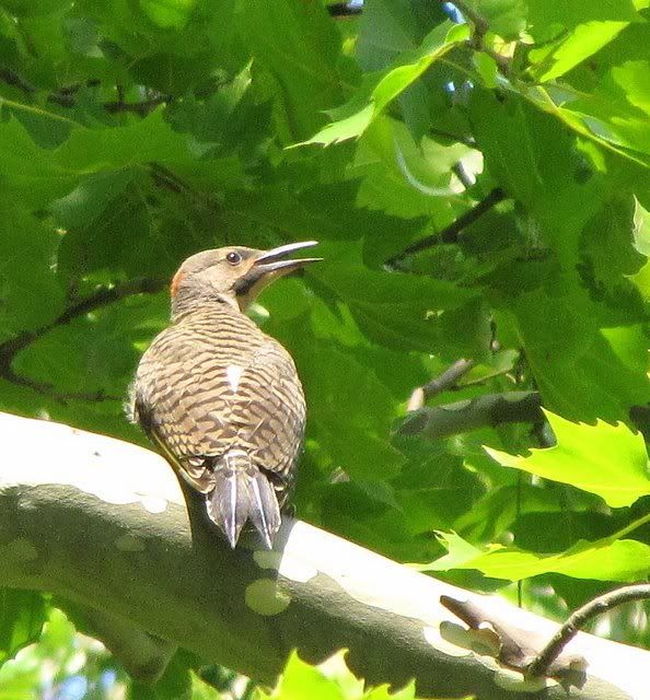 northern flicker fp 190709