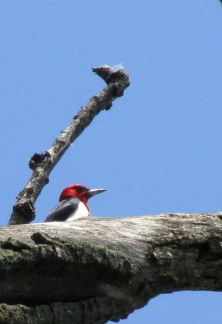 red-headed woodpecker fp 190709