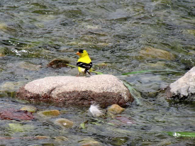 190709 goldfinch landing on rock