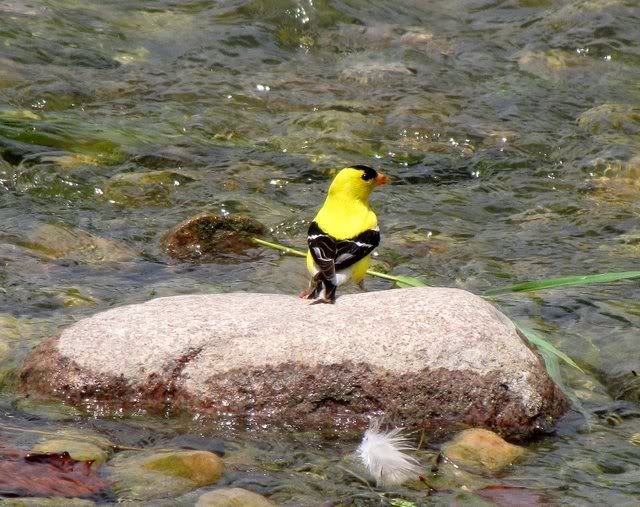 goldfinch on rock 190709