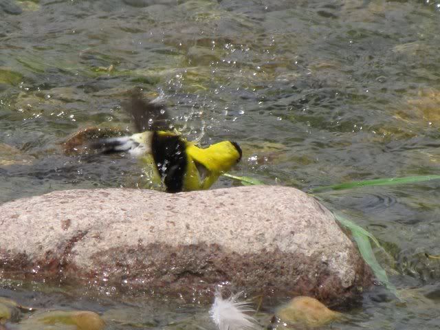 goldfinch bathing  190709 fp