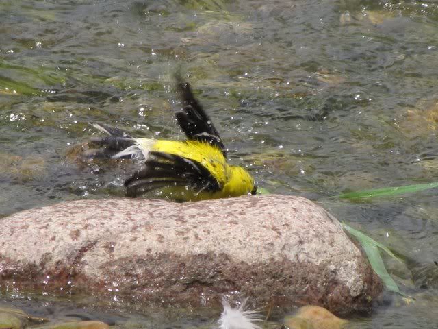 goldfinch bathing in des peres creek