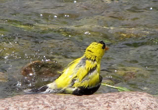 wet american goldfinch 190709 fp