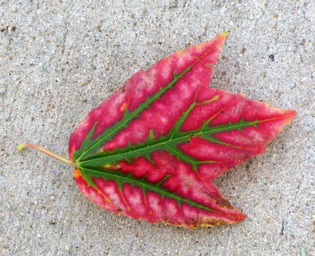 200709 coloured leaf home