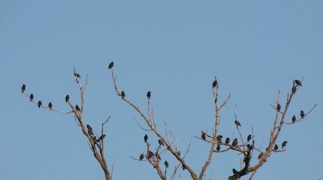 starlings on tree fp 010809