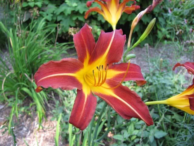 red yellow lily 020809