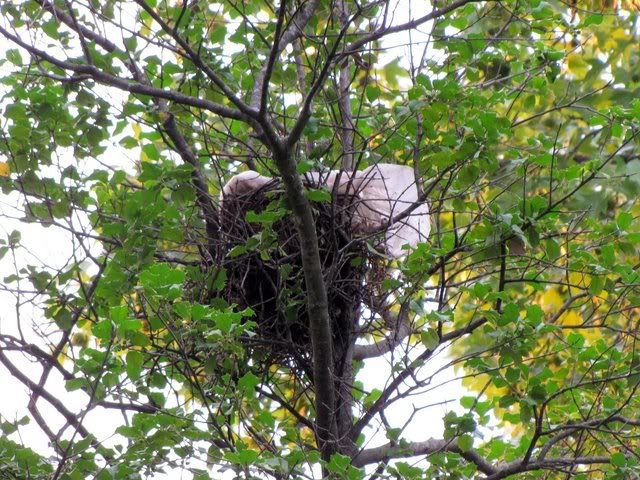 nest with plastic 050809