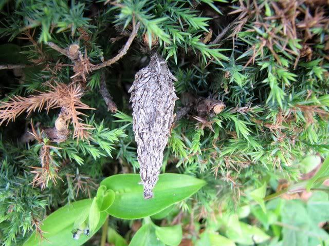 bagworm pupa 140809