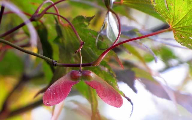 japanese maple seed 140809