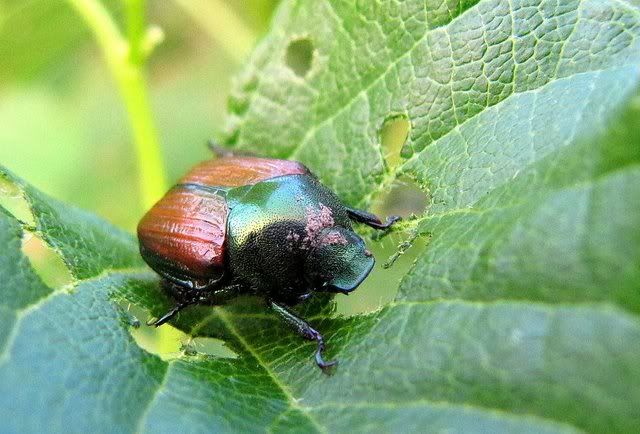 june bug enright garden 140809