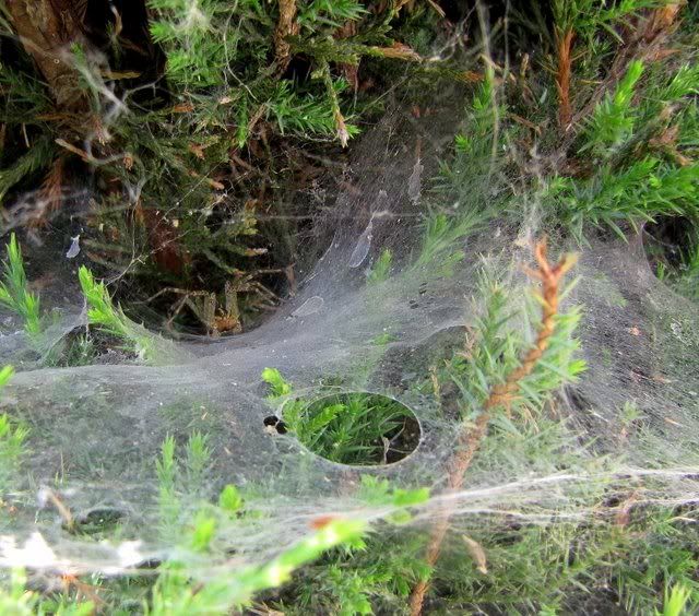 funnel spider 150809 enright