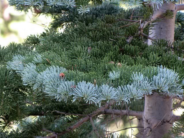 colours of pine tree