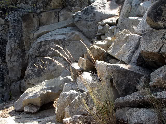 rocks and grass eagle falls trail