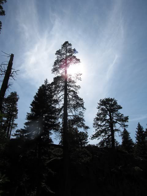 sun behind the pines eagle falls