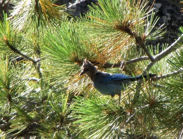 jay in pine tree 190809