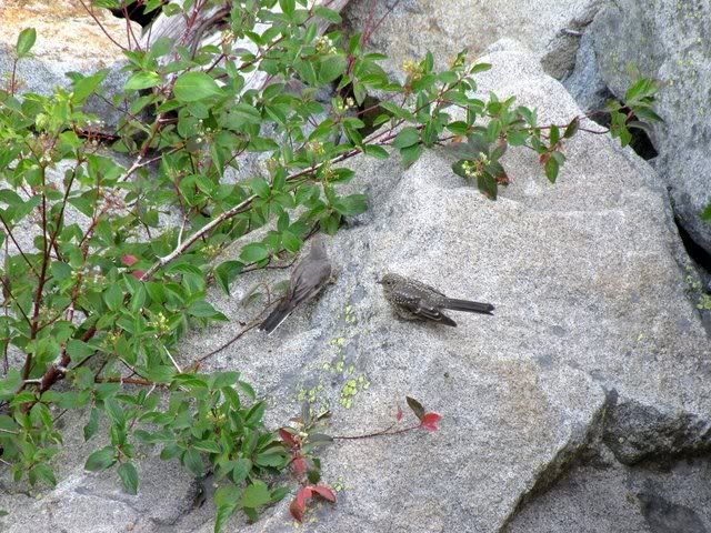 male and female townsends solitaires on rock