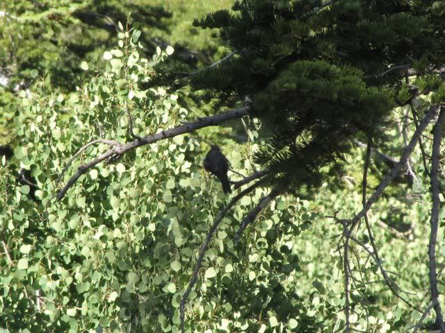 birdspotting 3 190809 eagle falls