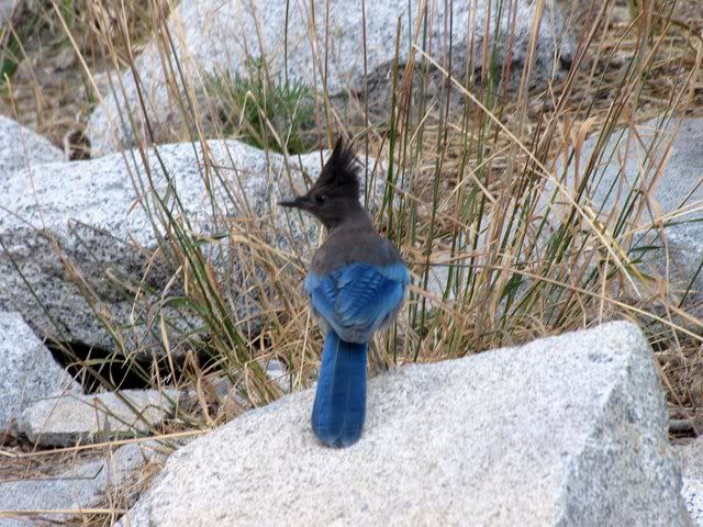 jay near reeds eagle falls 190809