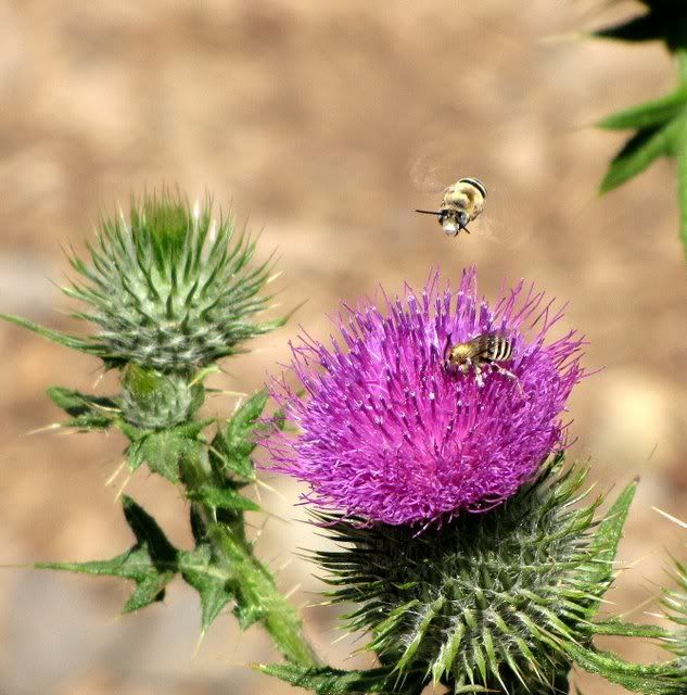 two bees on thistle glen falls lake tahoe 200809