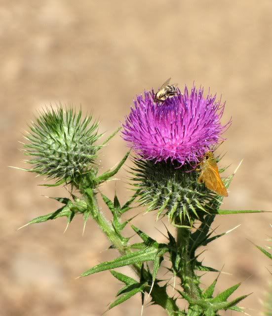 bee and moth 200809