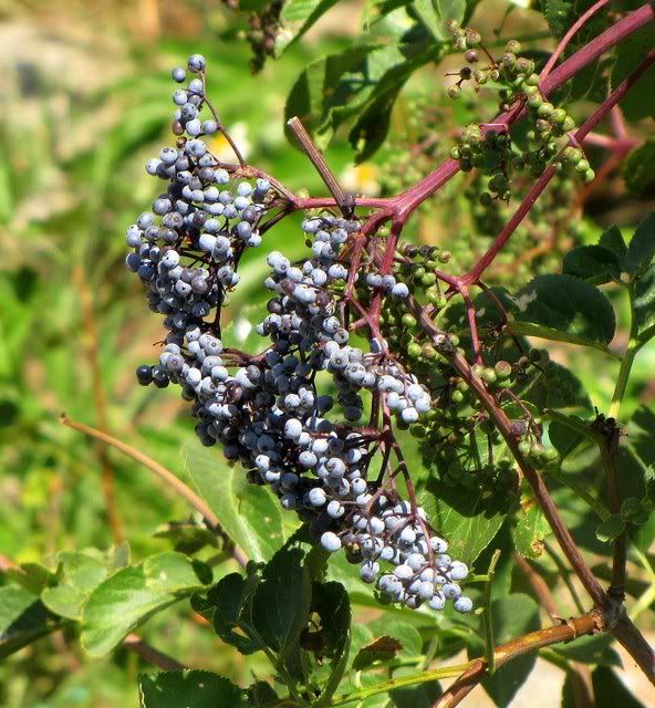 un id bluish berries 200809