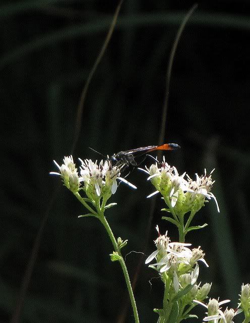 wasp red-tailed on wildflower