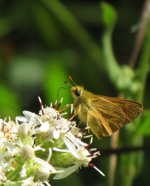 moth on wildflower 200809 glen falls