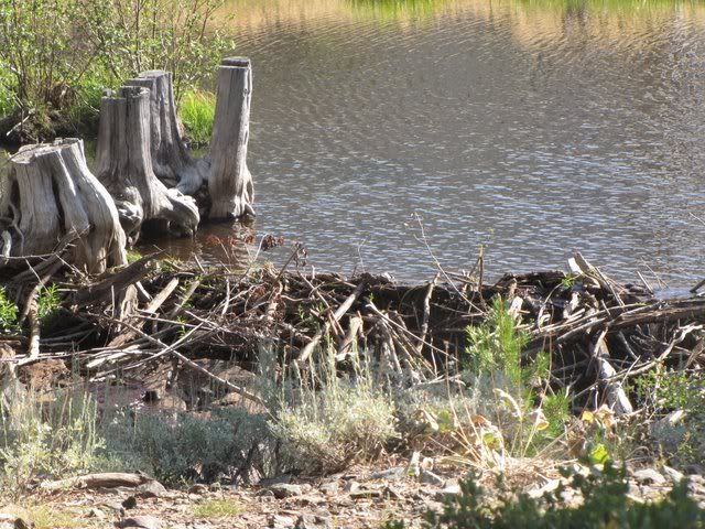 beaver dame on glen river