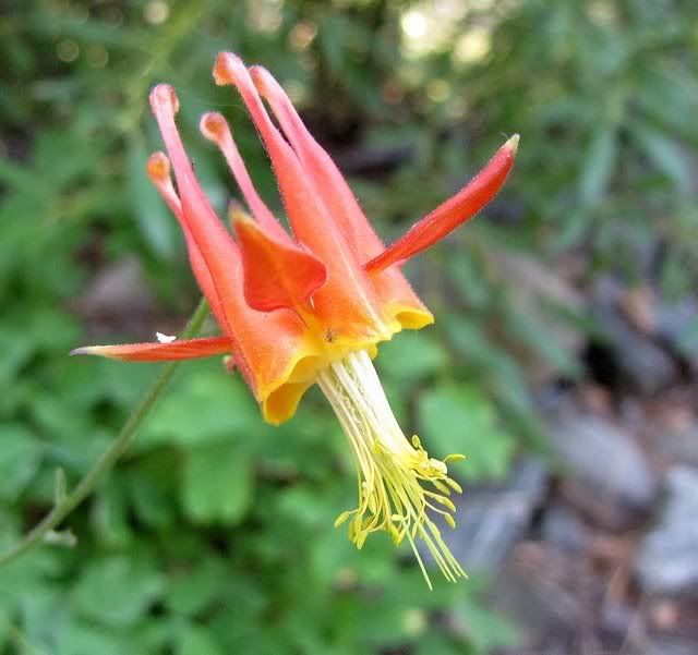 un id glory-lily-like flower glen alpine 200809