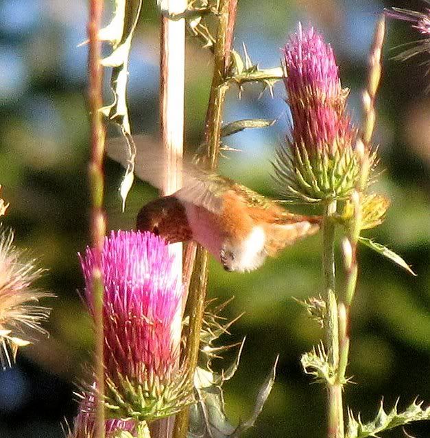 hummingbird drinking nectar from thistle kirkwood 220809