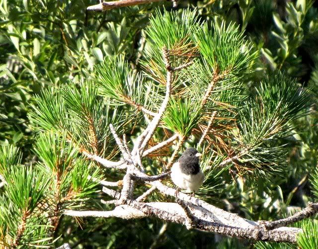 male dark-eyed junco on pines 220809
