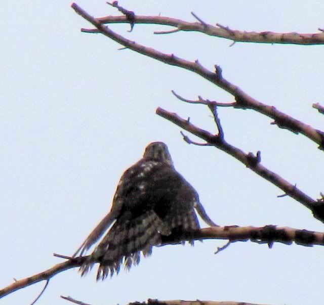 juv red-tailed hawk kirkwood 230809