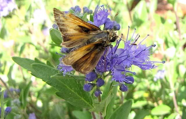 butterfly  lhs view 300809