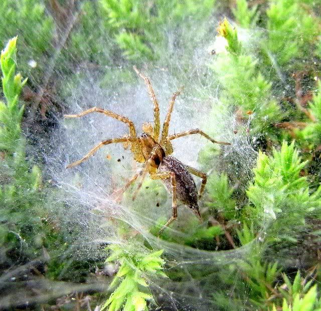 funnel web spider 040909