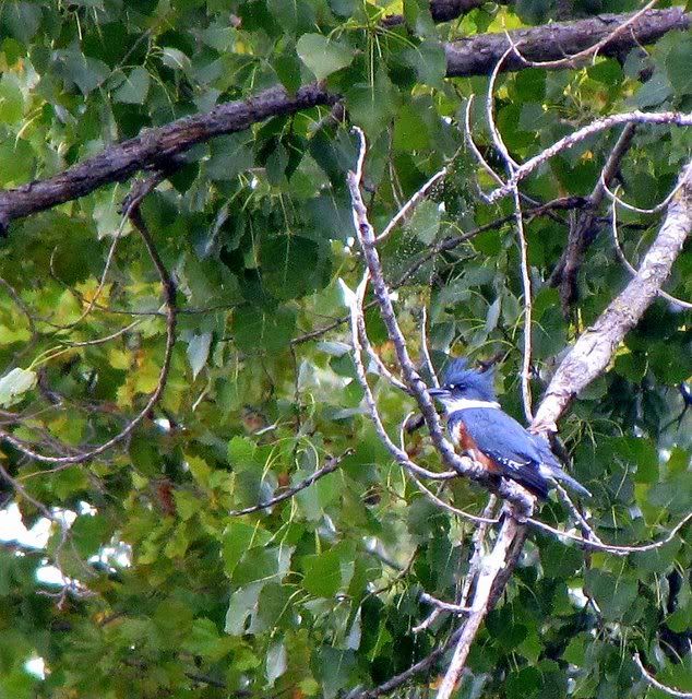 belted kingfisher 070909