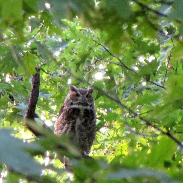 Charles...male Great Horned Owl 130909