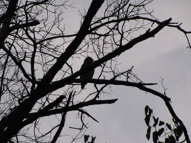 charles gh owl alone in tree 120909
