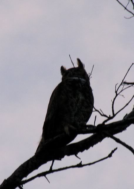 sarah Great Horned Owl 120909 fp