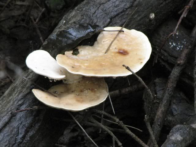 saddle mushroom 260909