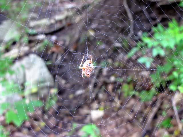 spider on web 260909