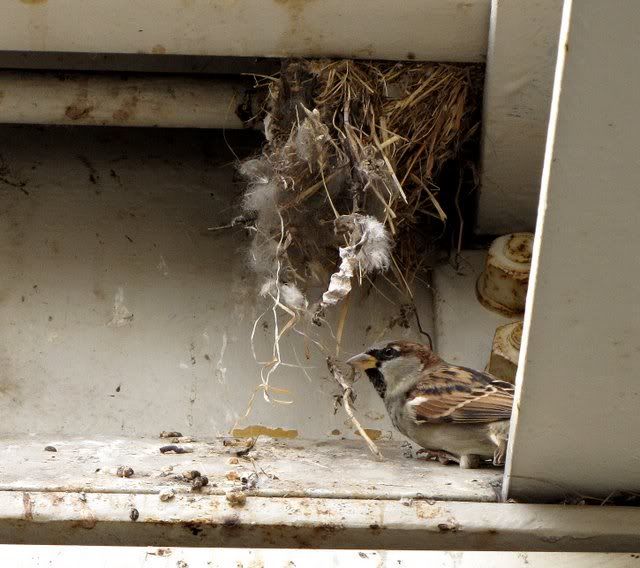 sparrow nest airport 021009